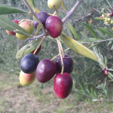 Apartma Sobe Pulec Apartman *