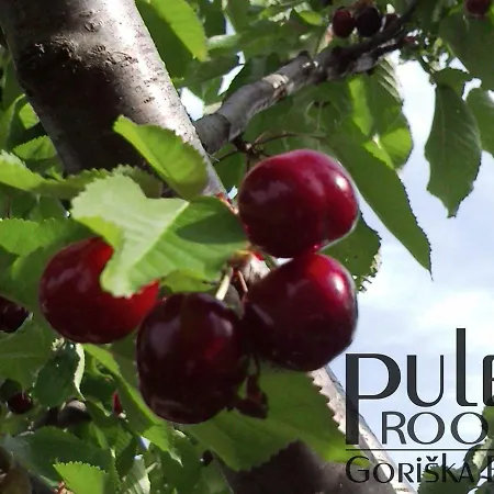 Apartma Sobe Pulec Apartman *