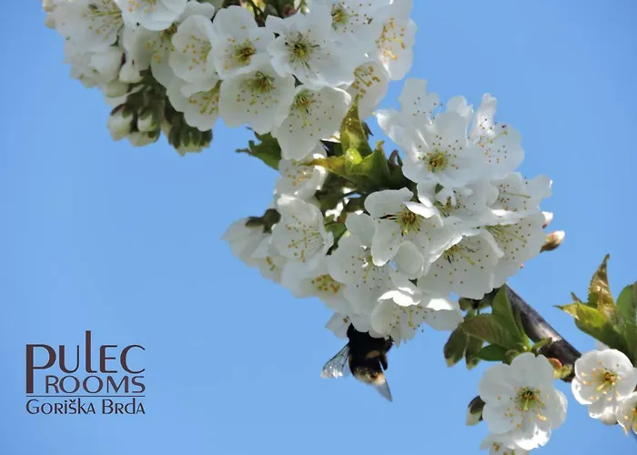 דירה Apartma Sobe Pulec דוברובו