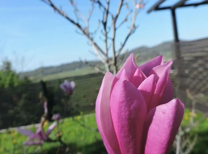 Διαμέρισμα Apartma Sobe Pulec *